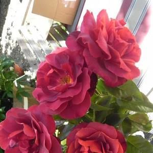 Meet your Posher, Christine